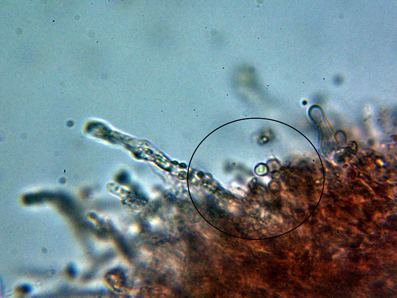 Corticial hydnoide para identificar. (Hyphodontia spathulata)